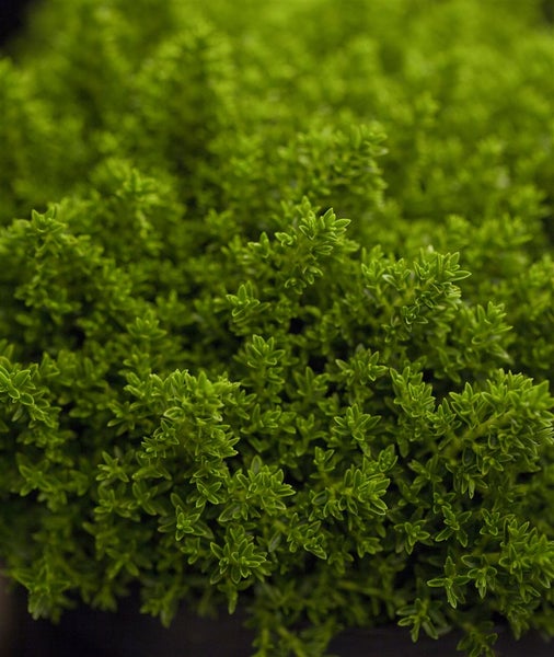 Hebe 'Green Globe', Strauchveronika, kompakt, 12–15 cm