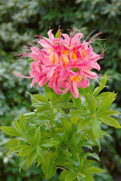 Rhododendron luteum 'Rosata', gelb-rosa, 40–50 cm