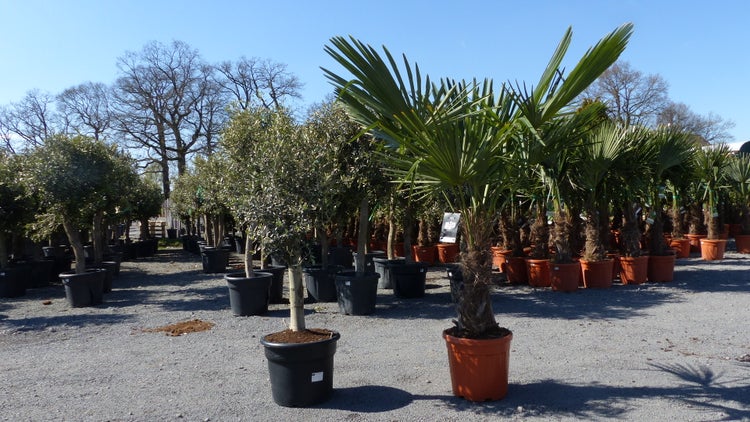 Hanfpalme und Olivenbaum in Töpfen in einem übersichtlichen Außenbereich eines Gartencenters.