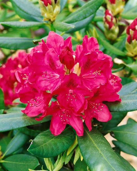 Rhododendron 'Nova Zembla', rot, 60–70 cm