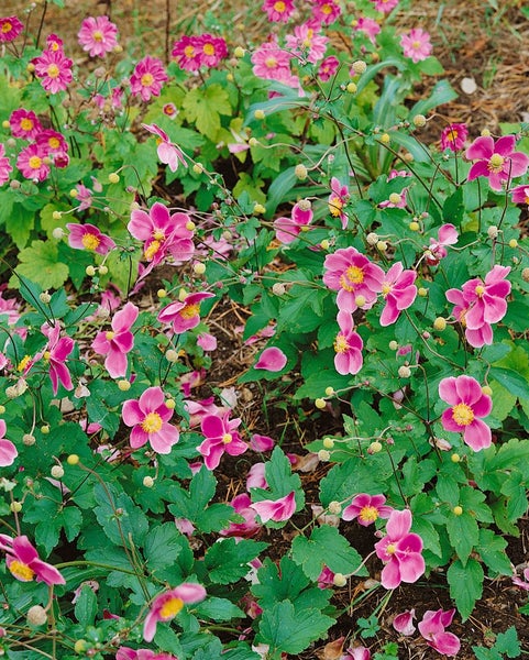 Anemone tomentosa 'Robustissima', Herbst-Anemone, rosa, ca. 9x9 cm Topf