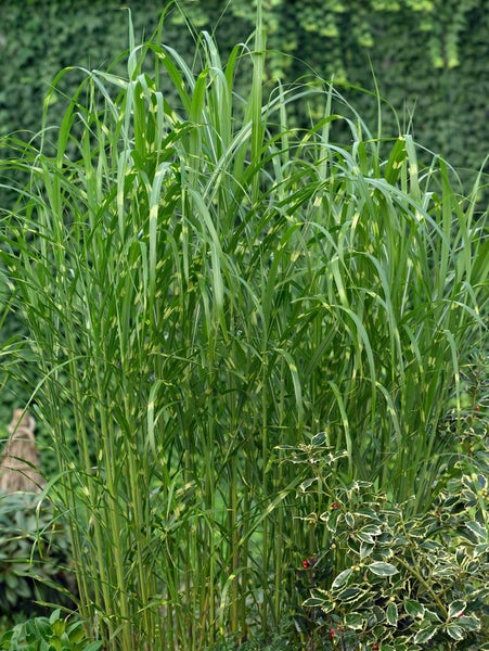 Miscanthus sinensis 'Giraffe', Chinaschilf, auffällig gestreift, 3-5 L Container
