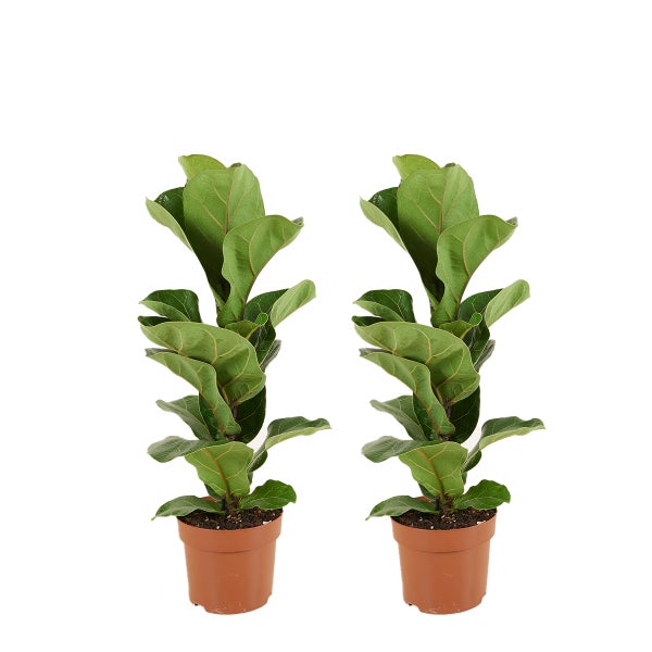 Bloomique – 2er-Set – Ficus Lyrata Bambino – Geigenblattpflanze – Zimmerpflanzen – Luftreinigend – Pflegeleicht – 30–40 cm hoch – Topf 12 cm