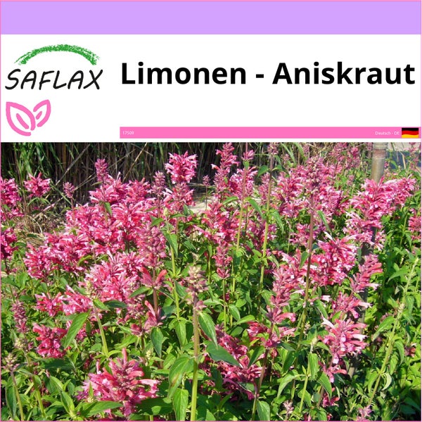 SAFLAX  - Limonen - Aniskraut - Agastache mexicana - 50 Samen