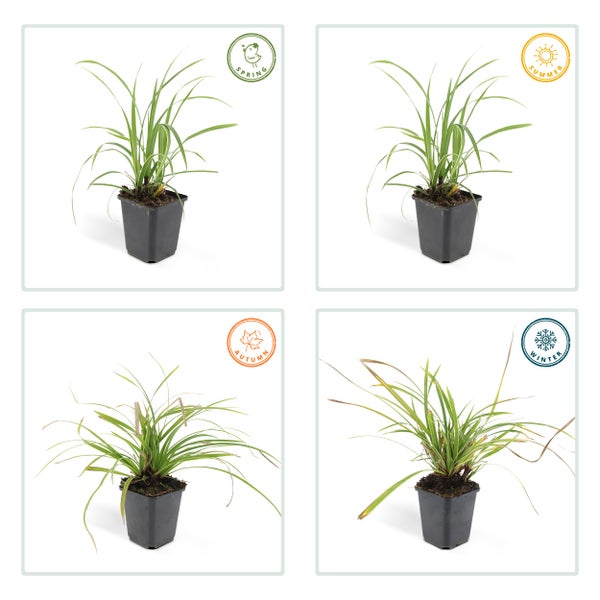 Ziergras - Japanische Segge - Carex morrowii 'Ice Dance' - 9cm Topf - Set mit 6 Pflanzen