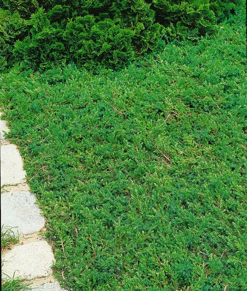 Juniperus communis 'Green Carpet', Wacholder, 30–40 cm