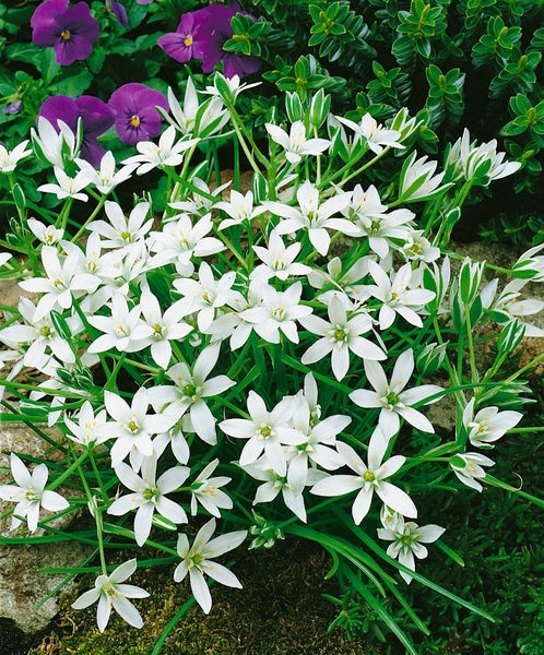 Ornithogalum umbellatum, Dolden-Milchstern, weiß, ca. 9x9 cm Topf
