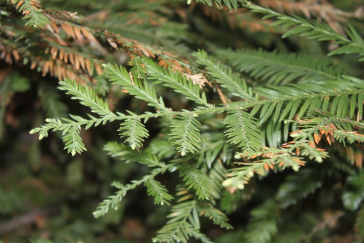 SAFLAX Garden to go - Küsten - Mammutbaum - Sequoia sempervirens - 50 Samen - Mit Topf, Klima - Deckel und Anzuchtsubstrat