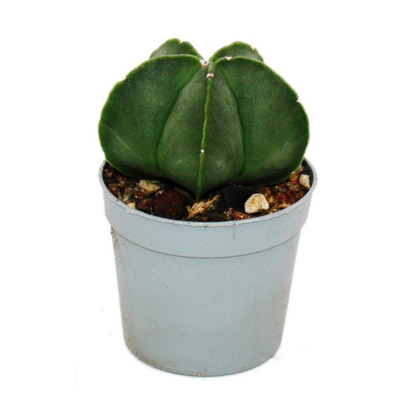 Astrophytum myriostigma NUDUM - Die nackte Bischofsmütze - im 6,5cm Topf - Rarität unter den Kakteen