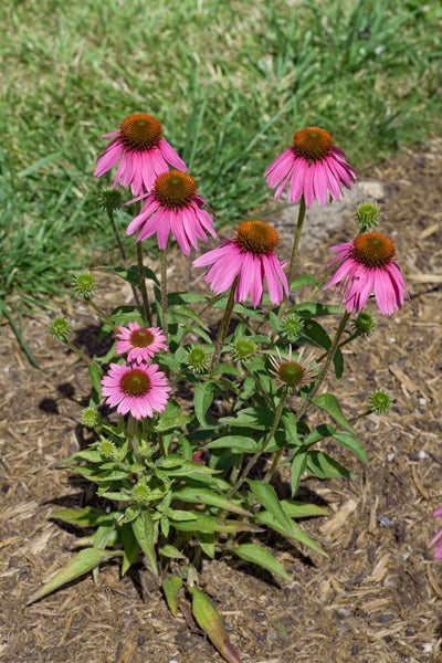 Echinacea purpurea 'Kim's Knee High', Sonnenhut, rosa, ca. 11x11 cm Topf