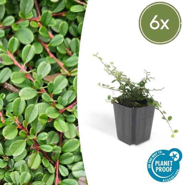 Bodendecker - Zwergmispel - Kriechmispel - Cotoneaster 'Streib's Findling' - 9cm Topf - Set mit 6 Pflanzen