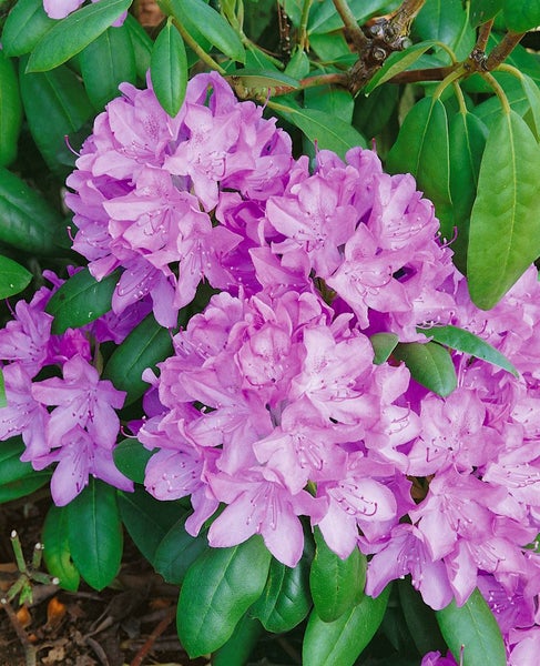 Nahaufnahme von Rhododendronblüten mit Blättern