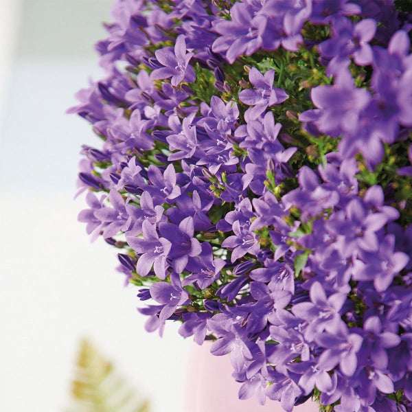 Campanula Addenda Glockenblume lila 12cm Topf 6 Pflanzen ausreichend für 1qm Bodendecker Ambella winterhart