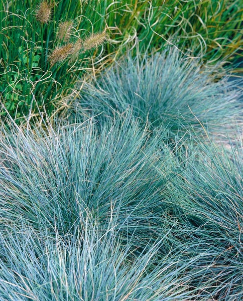 Blaues Ziergras im Garten