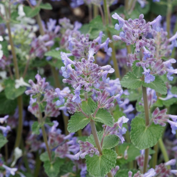 Nahaufnahme von blühender Katzenminze im Garten