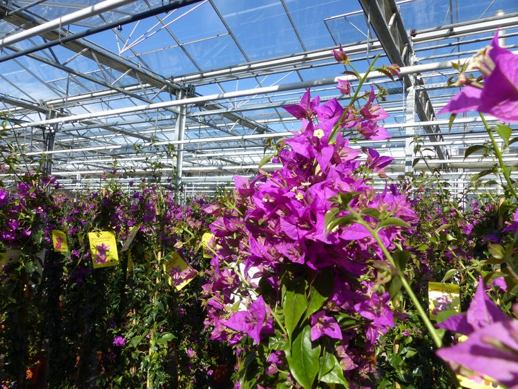 Bougainvillea-Kletterpflanze mit lila Blüten und grünen Blättern in einem hellen Gewächshaus mit Glasdach.
