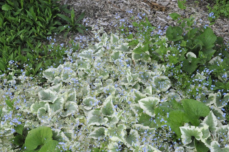 Brunnera macrophylla 'Variegata', Kaukasusvergissmeinnicht, ca. 11x11 cm Topf