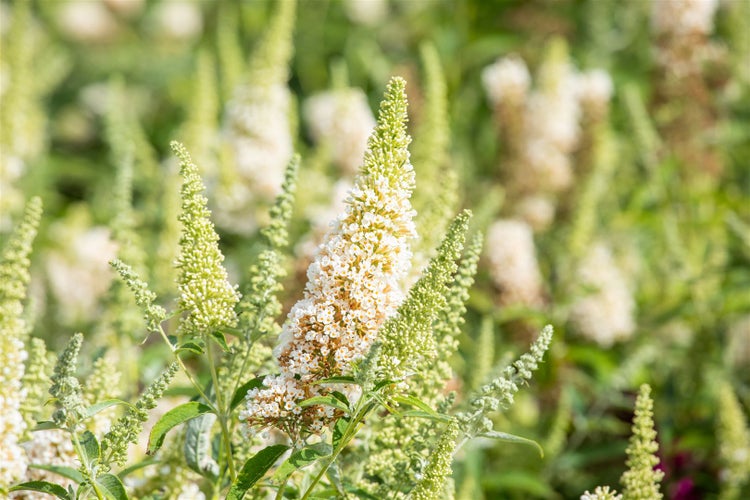Buddleja 'Buzz Ivory' -R-, Schmetterlingsflieder, cremeweiß, 40–60 cm