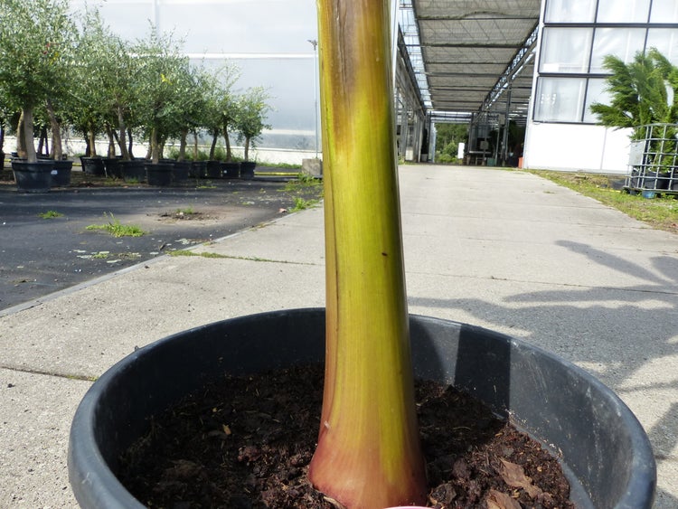 Kräftiger Pflanzenstamm einer Bananenstaude in einem schwarzen Pflanztopf mit Erde in einer Gärtnerei mit Gewächshaus im Hintergrund.