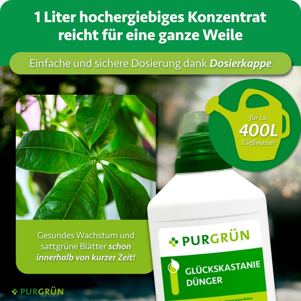 Purgrün Glückskastanie Dünger Konzentrat 1 Liter für 400 Liter Gießwasser mit Dosierkappe für gesundes Wachstum und grüne Blätter.