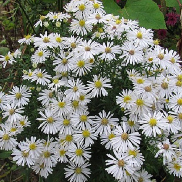 Asters mit weissen Blütenblättern und gelben Blütenköpfen