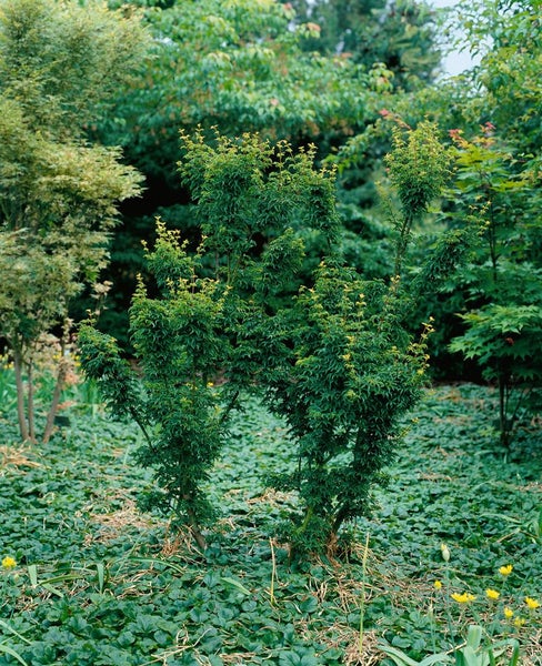 Japanischer Ahornbaum im Gartenbeet