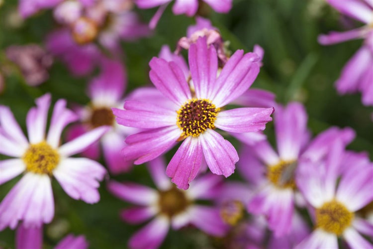 Coreopsis rosea 'American Dream', rosa, ca. 9x9 cm Topf