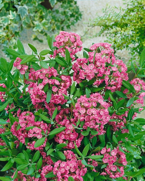 Kalmia angustifolia 'Rubra', Lorbeerrose, rosa Blüten, 30–40 cm