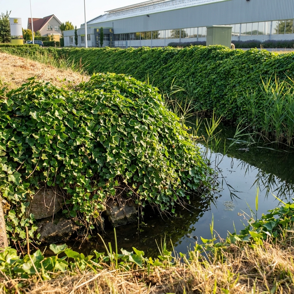 Dichter Efeu, Hedera helix, wächst als Bodendecker über Steine an einem Wasserlauf vor einer bepflanzten Böschung.