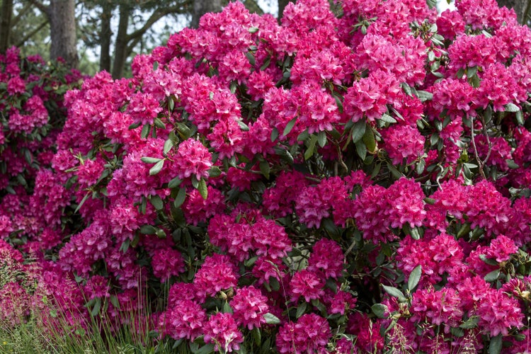 Rhododendron Hybr. 'Old Port', INKARHO, purpurrot, 30–40 cm