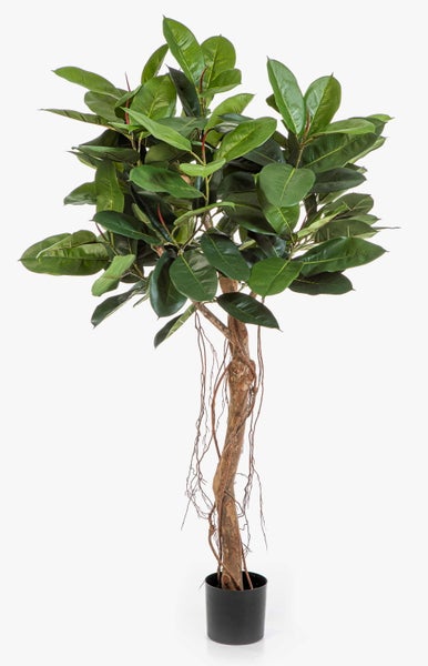 Nahaufnahme der Blätter eines Gummibaums Ficus elastica.