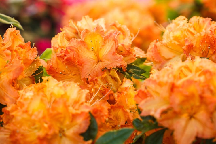 Rhododendron luteum 'Gibraltar', gelb-orange, 40–50 cm