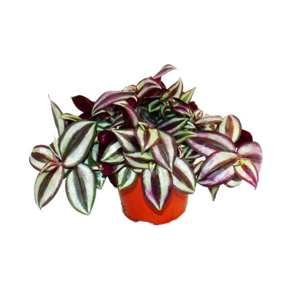 Exotenherz Dreimasterblume Tradescantia zebrina pflegeleichte hängende Zimmerpflanze 12cm Topf