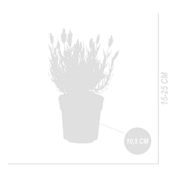 Lavendel im Topf mit einem Durchmesser von 10,5 Zentimetern und einer Höhe zwischen 15 und 25 Zentimetern.