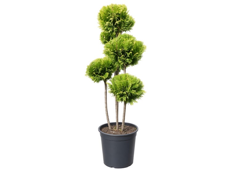 Lebensbaum Thuja als Formgehölz mit vier Kugeln in einem Kunststofftopf