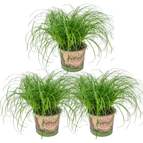 3x Cyperus 'Zumula' - Katzengras - Zimmerpflanze - Haustierfreundlich – ⌀12 cm - ↕20-25 cm