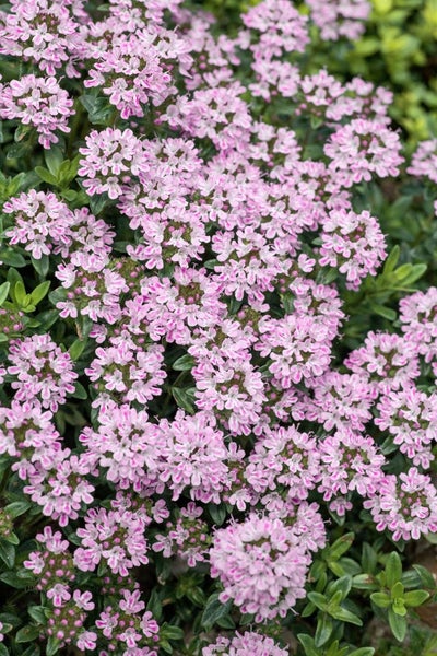 Thymus longicaulis 'Odoratus', Thymian, aromatisch, ca. 9x9 cm Topf