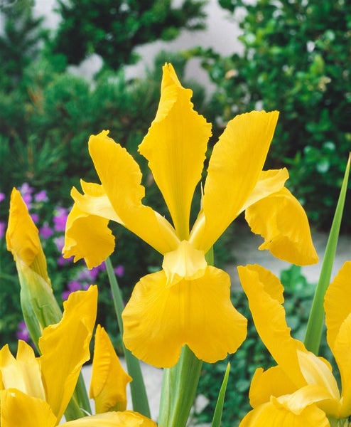 Gelbe Schwertlilie im Gartenbeet