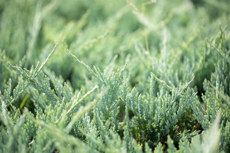 Juniperus horizontalis 'Blue Chip', Kriech-Wacholder, blaugrün, 20–25 cm