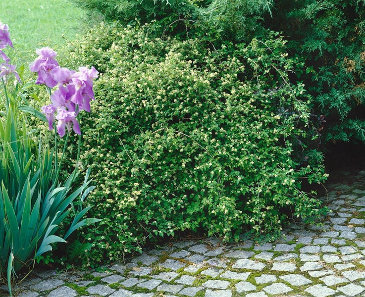 Stephanandra incisa 'Crispa', Kranzspiere, kompakt, 30–40 cm
