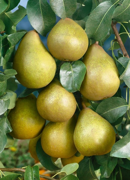 Pyrus communis 'Gellerts Butterbirne', Birne, 150–200 cm