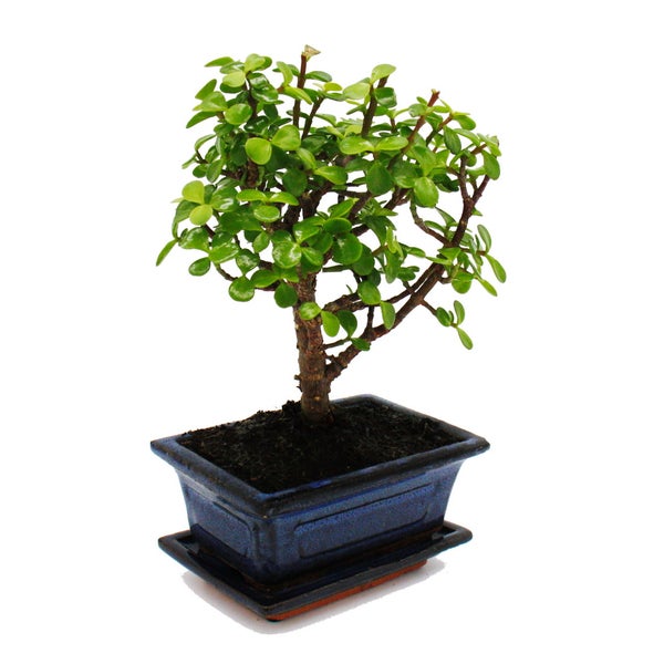 Bonsai - Portulacaria afra - Jadebaum - Afrikanischer Elefantenbaum - ca. 4-5 Jahre - Kugelform
