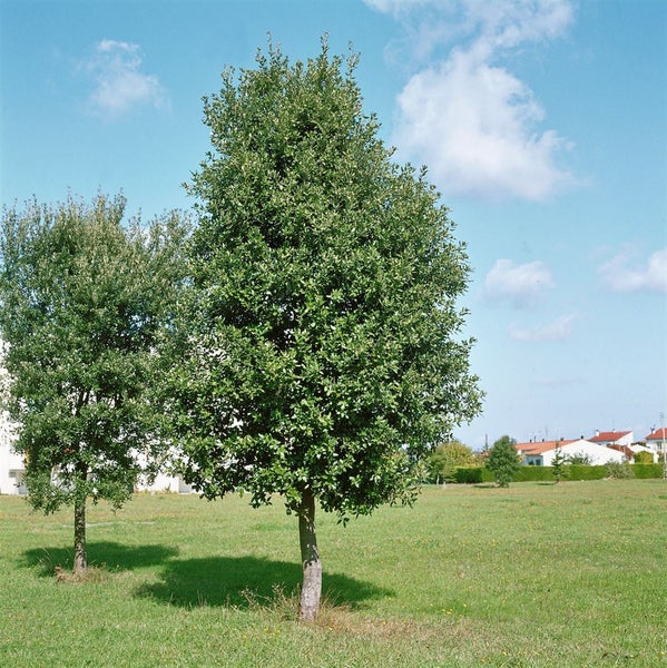 Steineiche Quercus ilex als solitärer Baum auf einer grünen Wiese