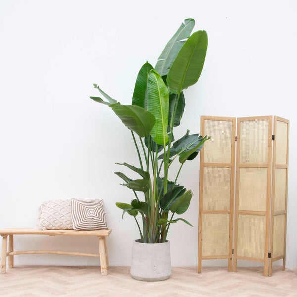 Paradiesvogelblume Nicolai XXL - 250 cm - ø50