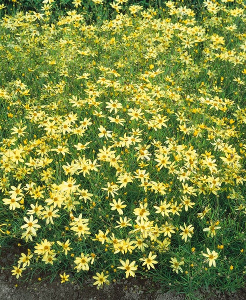 Feld mit Coreopsis lanceolata Pflanzen