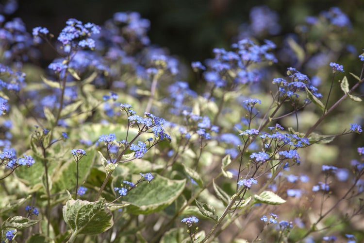 Brunnera macrophylla 'Hadspen Cream', Kaukasusvergissmeinnicht, ca. 11x11 cm Topf