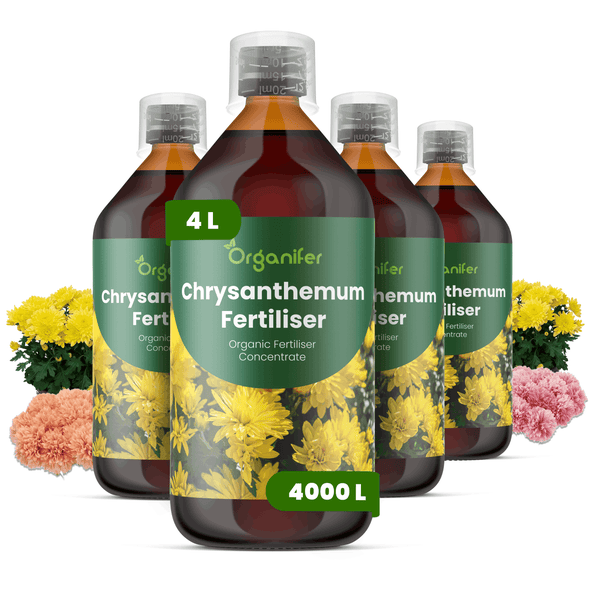 Organifer Chrysanthemen-Dünger, 4 Liter Bio-Flüssigdünger-Konzentrat für 4000 Liter Wasser, vier Flaschen mit Messkappe.