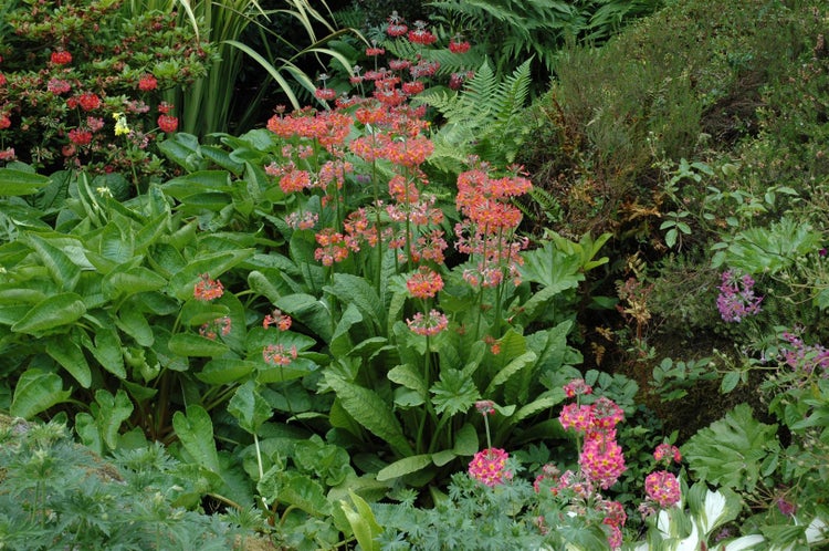 Primula x bullesiana, Etagen-Primel, bunt, ca. 9x9 cm Topf