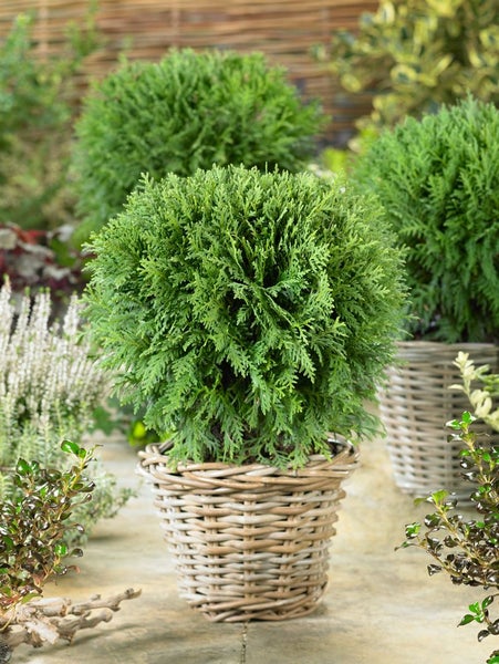 Thuja occidentalis 'Mecki' -R-, Lebensbaum, kompakt, 15–20 cm