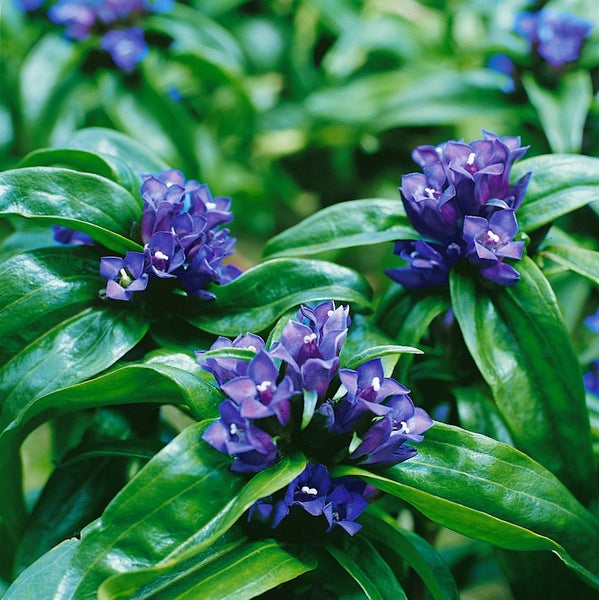 Gentiana cruciata ssp. cruciata, Kreuz-Enzian, ca. 9x9 cm Topf